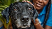 Senior black dog with graying muzzle being gently petted by caring African American woman owner showing unconditional love and companionship between pet and human.