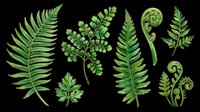 Green fern leaves and fronds set, isolated on transparent background. Watercolor botanical clipart for t-shirt design, stickers, print on demand, and sublimation.
