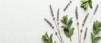 Fresh lavender sprigs and green mint leaves arranged on neutral background for natural aromatherapy and herbal wellness concepts.