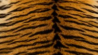 Tiger stripe pattern with golden orange and black fur texture, suitable for wildlife backgrounds, animal print designs, and nature-themed projects.
