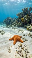 Orange starfish on sandy ocean floor with vibrant coral reef and tropical fish in crystal clear blue water for marine biology and diving content.