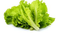Fresh green lettuce leaves with curly edges and crisp texture isolated on pure white background, ready for salad and food service presentation.
