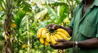 Farmer holding fresh yellow bananas in hands against lush green plantation background, agricultural harvest and tropical fruit production.