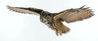 Isolated brown owl in flight with wings spread wide against white background, ready for design projects and educational materials.