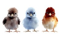 Three adorable fluffy baby chicks in brown, blue and orange colors standing together on white background, isolated for design use.
