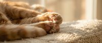 Orange tabby cat paws stretched out on cozy knit blanket in warm sunlight. Relaxation, comfort, pet care, feline behavior, home interior, peaceful moment.