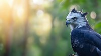 Majestic harpy eagle with distinctive gray and black feathers perched against blurred natural forest background with golden sunlight bokeh effect.