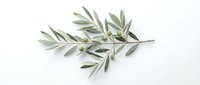 Olive branch with green leaves isolated on white background, ready for design projects, packaging, and culinary illustrations.