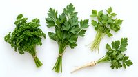Bunches of fresh green parsley and celery leaves arranged on white background, isolated herbs ready for culinary design, cooking content, and food styling projects.