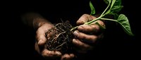 Hands gently holding young plant seedling with roots and soil against dark background, symbolizing growth, care, and environmental protection.