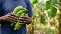 Man holding fresh green bananas harvested from plantation, agricultural produce ready for market or consumption.