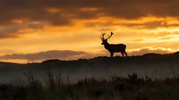 Majestic stag silhouette standing on hilltop against dramatic golden sunset sky with rolling hills and misty landscape creating powerful wildlife scene.