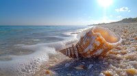 Large spiral seashell on sandy beach with ocean waves and foam, sunlight reflecting off water surface creates dreamy coastal atmosphere. Natural summer scene.