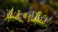 Fresh green moss growing on dark bark with delicate spore capsules in natural forest environment perfect for botanical and nature design projects.