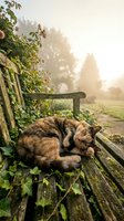 Tortoiseshell cat curled up on a rustic wooden bench in a misty garden at sunrise, surrounded by ivy and soft golden light.