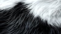 Black and white fluffy fur texture with soft flowing strands creating natural abstract pattern. Close up macro photography showing detailed animal hair structure.