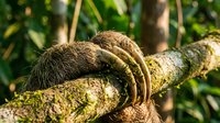 Three-toed sloth resting on moss-covered tree branch in tropical rainforest. Slow-moving mammal with long claws clinging to bark in natural habitat.