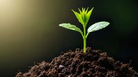 Young green plant seedling emerging from rich dark soil with water droplets on leaves against blurred natural background for growth and sustainability concepts.