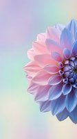 Vibrant dahlia flower with pink and blue gradient petals on soft pastel background for spring design projects and floral decorations.