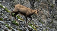 Mountain goat with curved horns climbing on steep rocky cliff face covered with green moss in natural alpine habitat.