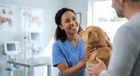 Female veterinarian of mixed ethnicity in blue scrubs holding golden retriever puppy while consulting with male pet owner in modern veterinary clinic.