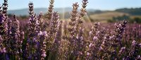 Blooming lavender field with purple flowers in focus, rolling hills and countryside landscape in soft-focus background, ideal for wellness, agriculture, and nature themes.