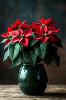 Vibrant red poinsettia flowers in dark green ceramic vase against moody background. Traditional Christmas plant with lush foliage on rustic wooden surface.