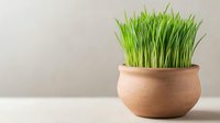 Fresh green wheatgrass growing in traditional clay pot against neutral background, minimalist composition for wellness and healthy lifestyle concepts.