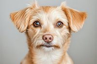 Adorable mixed breed dog with cream colored fur and expressive blue eyes gazing directly at camera against neutral gray background, close up portrait showing facial features.