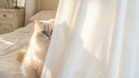 Adorable fluffy orange tabby kitten peeking from behind white curtain in cozy bedroom with soft natural lighting creating warm domestic atmosphere.