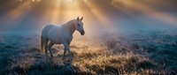 Horse standing in misty meadow at dawn with golden sunlight rays breaking through clouds, surrounded by frost-covered grass and atmospheric fog.