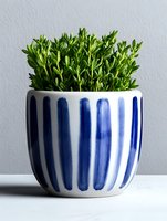 Fresh green succulent plant in striped blue and white ceramic pot against light gray wall, modern minimalist home decor styling for interior design.