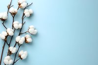 Natural cotton flowers branch on light blue background with copy space. Organic raw cotton bolls on wooden stems for sustainable textile concept.