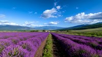 Vibrant purple lavender field stretches toward distant mountains under bright blue summer sky with white fluffy clouds, dirt path leads through blooming rows.