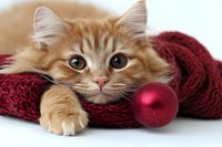 Ginger fluffy cat lying with burgundy knitted scarf and red Christmas ornament ball on white background, looking at camera with big eyes. Holiday pet portrait.