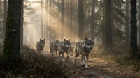Wolf pack walking through misty forest with dramatic sunlight filtering through trees creating atmospheric woodland scene for wildlife photography.