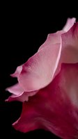 Close-up macro of pink rose petals with soft texture and delicate edges against black background for romantic design projects.