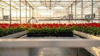 Commercial greenhouse interior with rows of vibrant red flowering plants on modern growing tables. Professional horticulture facility for plant cultivation.