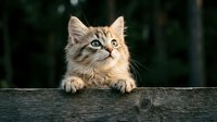 Tabby kitten with alert expression peering over wooden fence, outdoor portrait with blurred green foliage background. Suitable for pet, animal, and nature content.