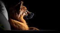 Dramatic side profile of a long-haired German Shepherd mix dog with golden fur illuminated against dark background, showing noble expression and alert posture.