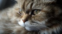 Close-up portrait of fluffy brown cat with green eyes and long fur looking sideways against blurred background, showing detailed whiskers and facial features.