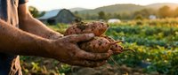 Farmer holding rich soil in hands over cultivated field at sunset, representing agriculture, sustainability, and organic farming practices.