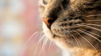 Close-up of a tabby cat muzzle with long white whiskers and a pink nose, soft bokeh background in warm pastel tones.