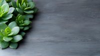 Fresh green succulent plants arranged on dark gray concrete background with copy space for text, minimal nature composition for wellness and spa.