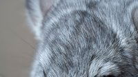 Close-up of soft gray rabbit fur texture showing natural patterns and fine details for pet care, animal welfare, and nature photography projects.