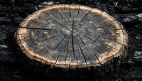 Weathered tree stump cross-section showing natural wood grain rings and cracks on dark ground surface for rustic outdoor design projects.
