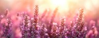 Lavender flowers blooming in soft pink and golden sunset light creating dreamy romantic atmosphere for wellness spa aromatherapy and natural beauty concepts.