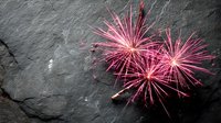 Vibrant pink fireworks exploding against dark stone background, creating festive celebration atmosphere for holiday events and parties.