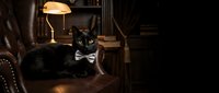 Black cat wearing bow tie sitting at desk under brass lamp in vintage office setting, suitable for business, humor, and pet-related designs.