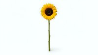 Bright yellow sunflower with dark brown center and long green stem isolated on white background, ready for design projects, web graphics, and marketing materials.